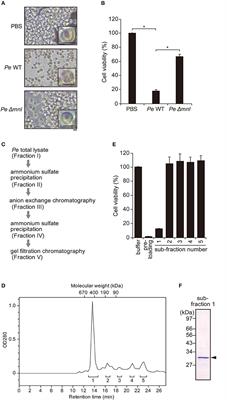 Molecular and Functional Analysis of Pore-Forming Toxin Monalysin From Entomopathogenic Bacterium Pseudomonas entomophila